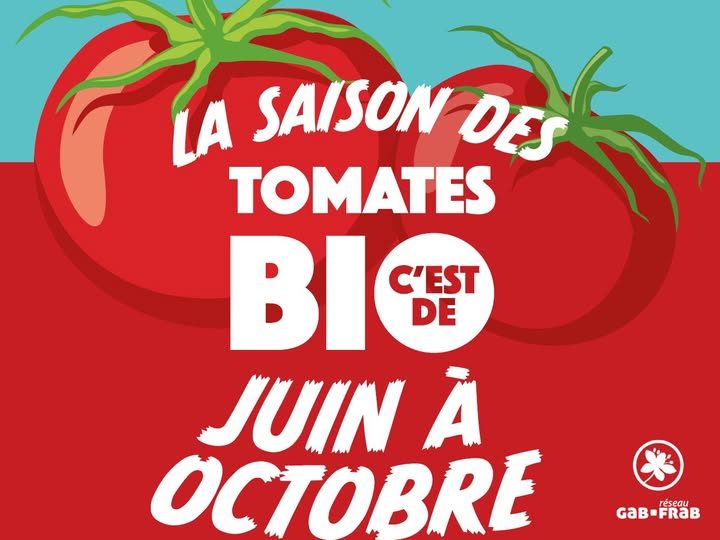 La saison des tomates bio c'est de juin à octobre à Dolmen & Potager.